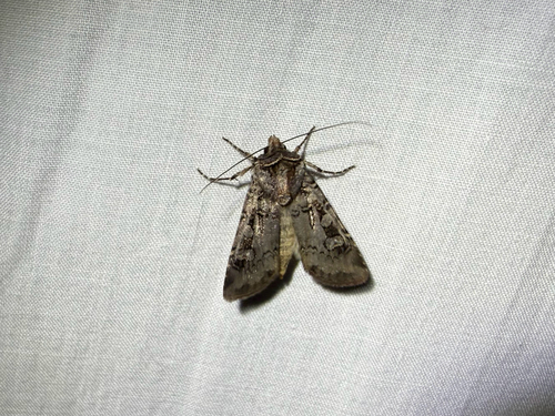 iNaturalist observation photo of Euxoa