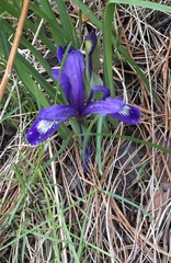 Iris ruthenica