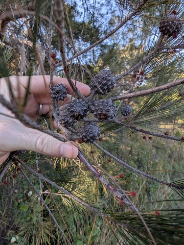 Allocasuarina littoralis, photograph 2