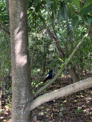 Copsychus sechellarum