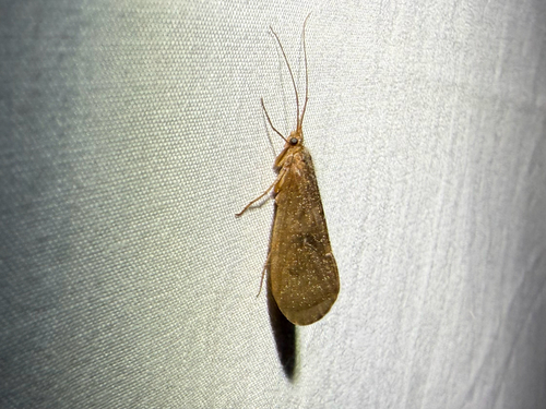 iNaturalist observation photo of Northern Caddisflies