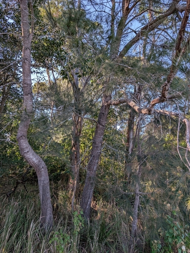 Allocasuarina littoralis, photograph 3