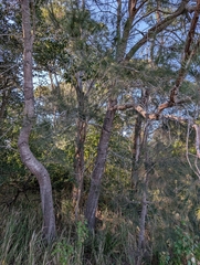 Allocasuarina littoralis, photograph (c) Jeff Harbrow, some rights reserved (CC BY)