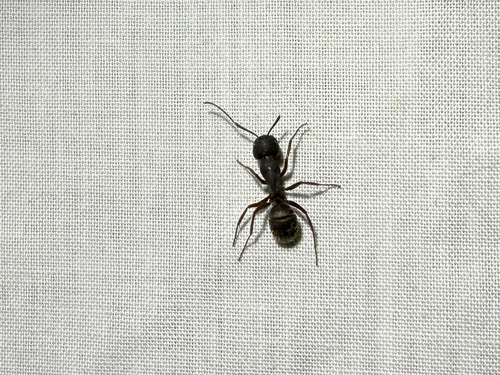 iNaturalist observation photo of Western Black Carpenter Ant