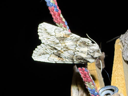 iNaturalist observation photo of Andropolia diversilineata