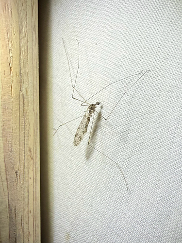 iNaturalist observation photo of Limoniini