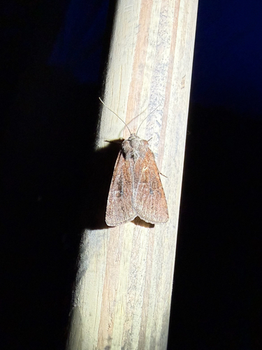 iNaturalist observation photo of Cutworms and Dart Moths