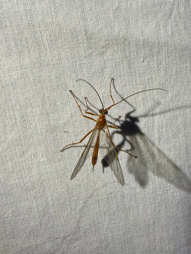 iNaturalist observation photo of Enicospilus