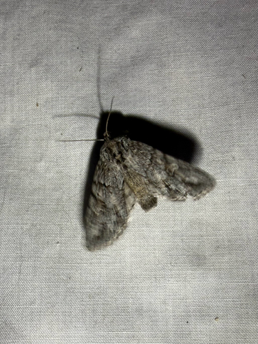iNaturalist observation photo of Andropolia