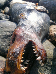 Halichoerus grypus grypus