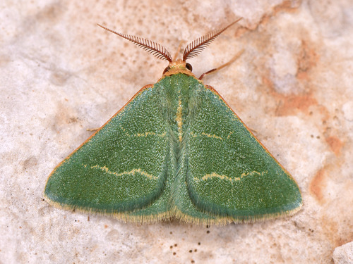 Microloxia herbaria (Hübner, 1813)