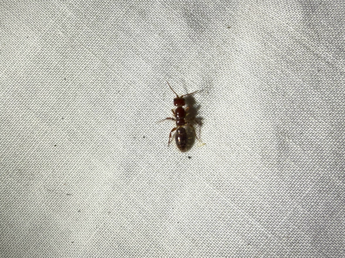 iNaturalist observation photo of Winged and Once-winged Insects