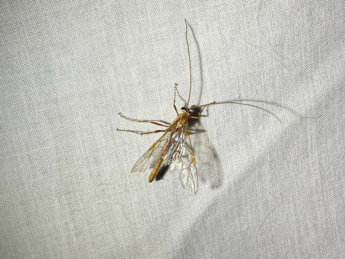 iNaturalist observation photo of Enicospilus
