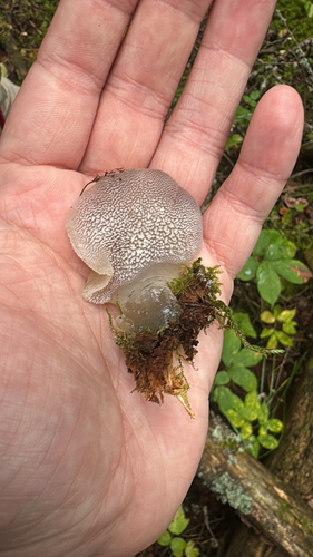 Toothed Jelly Fungus