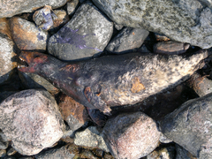 Halichoerus grypus grypus