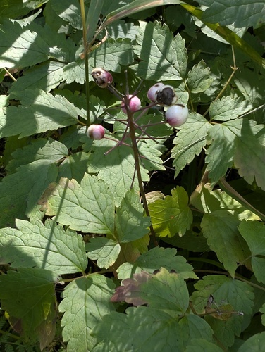 red baneberry