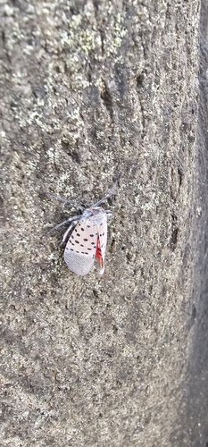 Spotted Lanternfly