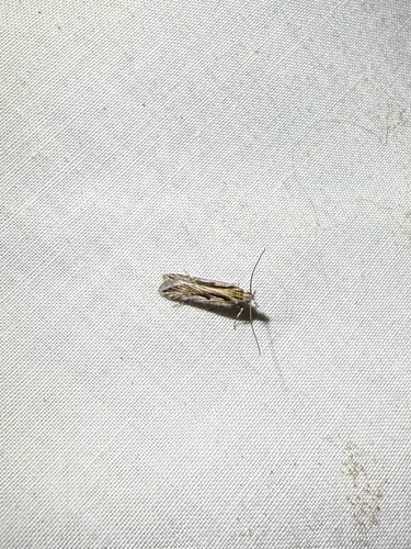 iNaturalist observation photo of Prolita recens