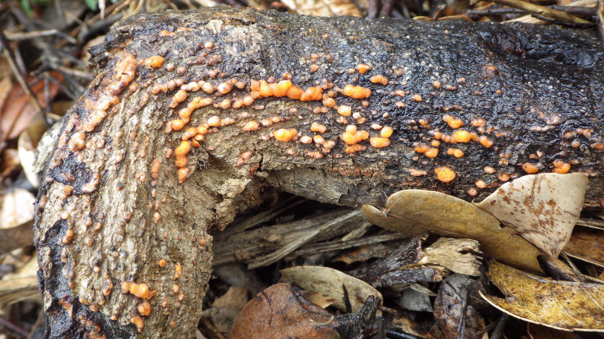 Dacrymyces stillatus image