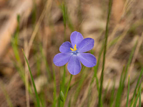 Orthrosanthus laxus, photograph 6