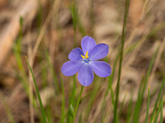 Orthrosanthus laxus, photograph (c) Carmon, some rights reserved (CC BY-SA)