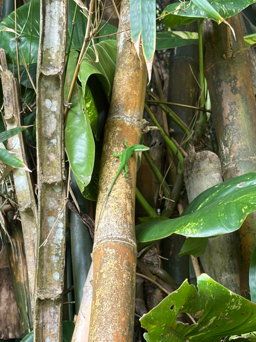 Anolis carolinensis observed 2026-09-04