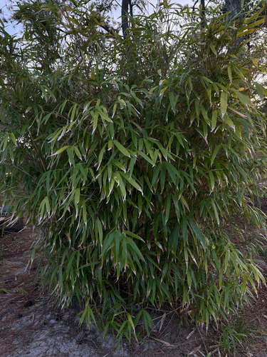 Pseudosasa japonica, 2026-09-05