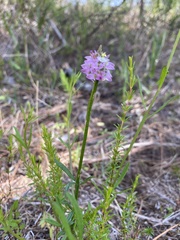 Polygala cruciata