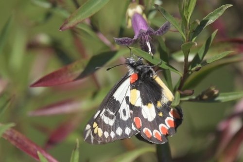 Red-spotted Jezebel