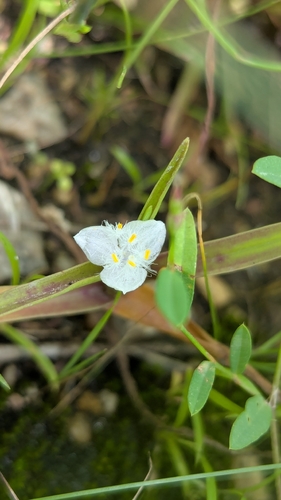 Cyanotis axillaris, photograph 3