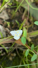 Cyanotis axillaris, photograph (c) Ravuri Krishna Chaitanya, some rights reserved (CC BY)