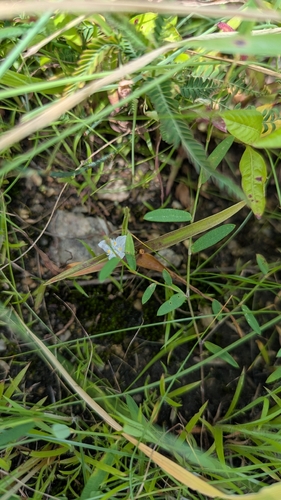 Cyanotis axillaris, photograph 4