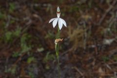 Caladenia picta