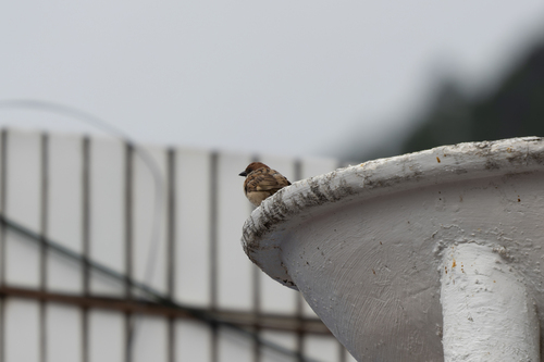 Eurasian Tree Sparrow