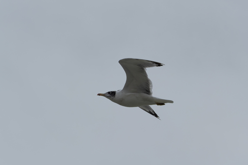 Pallas's Gull