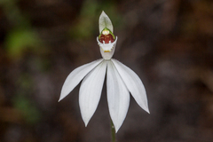 Caladenia picta
