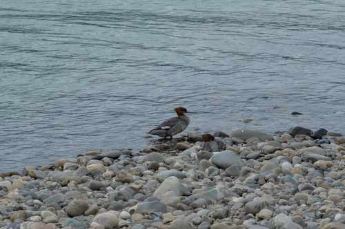 Common Merganser