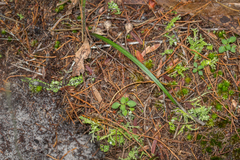 Caladenia picta