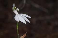 Caladenia picta