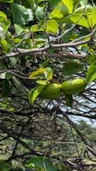 Decalepis hamiltonii, photograph (c) Ravuri Krishna Chaitanya, some rights reserved (CC BY)