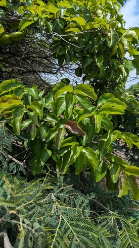Decalepis hamiltonii, photograph 4