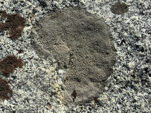 iNaturalist observation photo of Brown Tile Lichen