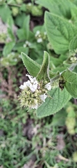 Lepechinia caulescens