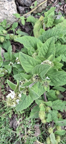 Lepechinia caulescens, photograph 2