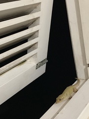 Ailuronyx seychellensis