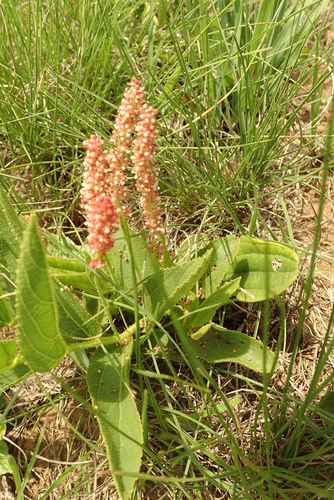 Image of Acalypha depressinervia by no rights reserved