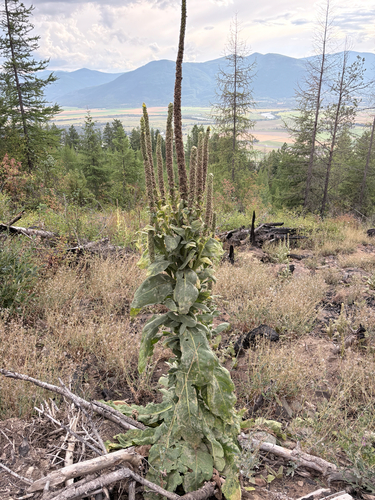 great mullein