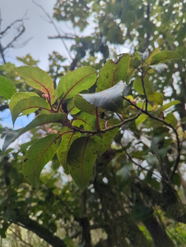 Perrottetia sandwicensis observed 2026-09-05