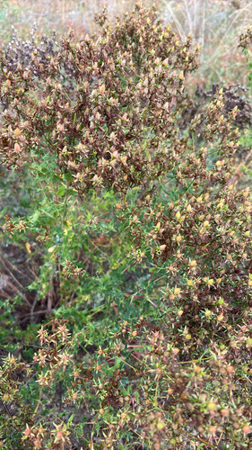 Common St. John's Wort