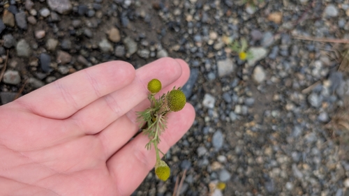 pineapple-weed